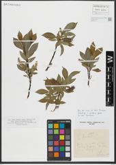 Foto von Salix hastata L.
